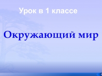 Окружающий мир