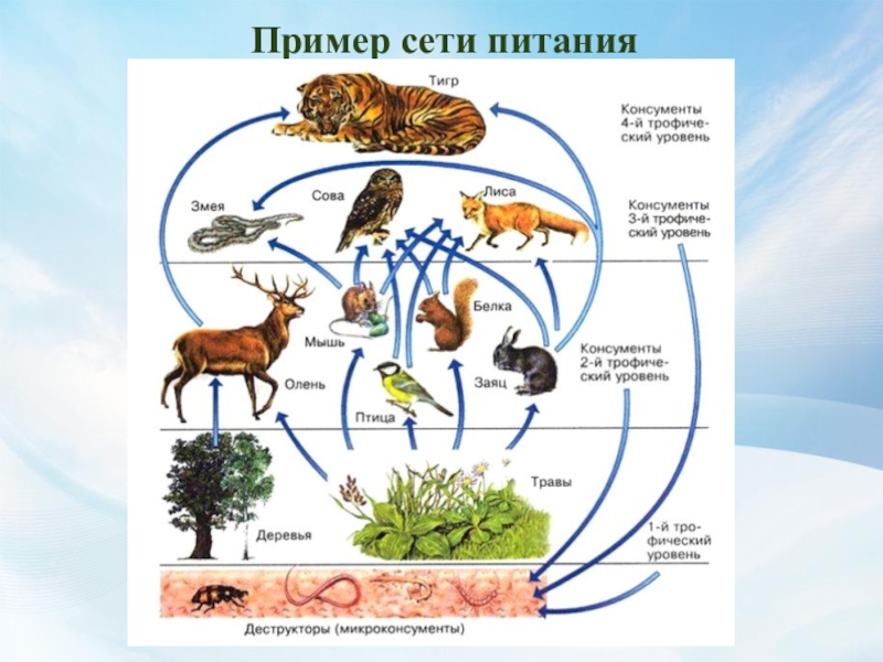 Схема цепи питания болот