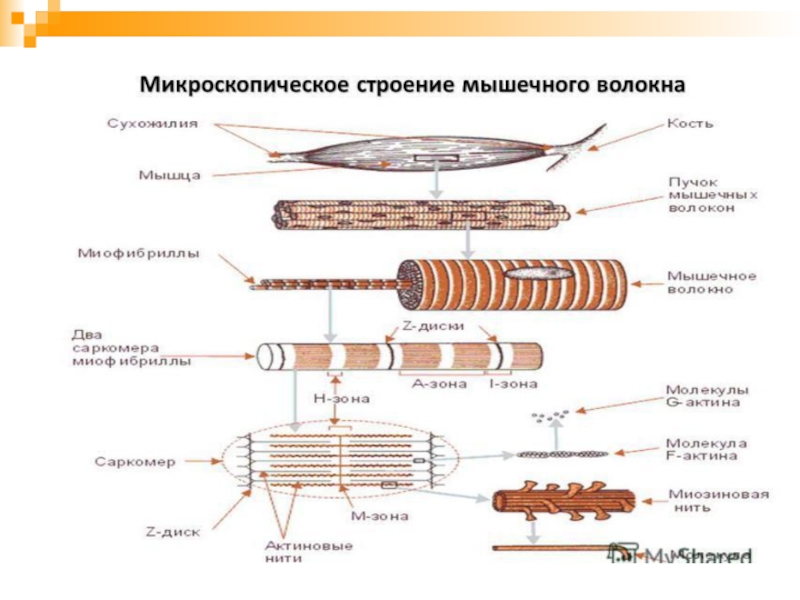 Организация миофибриллы схема