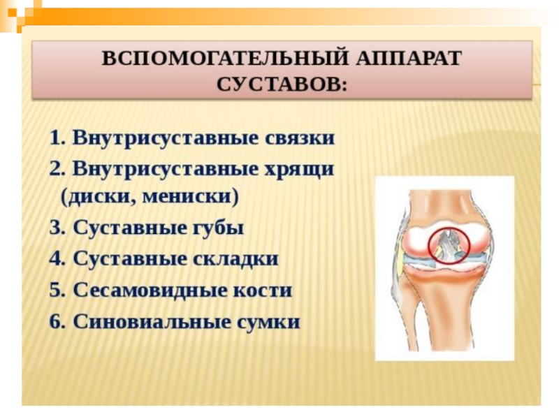 Основные элементы сустава. Строение сустава вспомогательный аппарат суставов. Структуры вспомогательного аппарата суставов. Вспомогательный аппарат сустава анатомия. Вспомогательный добавочный аппарат сустава.