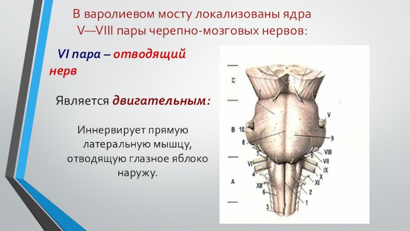 Отводящий нерв. Ядра варолиевого моста. Ядра VII пары локализованы в мозге. 6 Пара отводящий нерв. Отводящий нерв иннервирует.