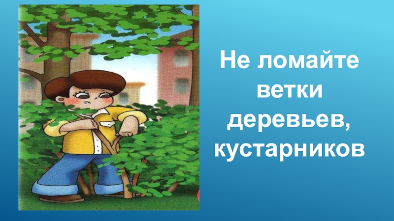 Не ломай деревья картинки для детей