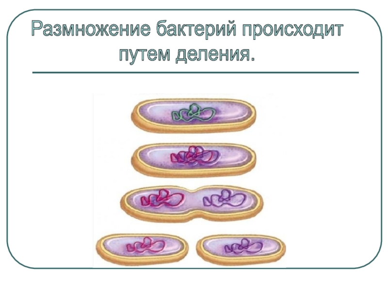 Деление клетки пополам. Бинарное деление бактериальной клетки. Деление бактерий размножение. Схема деления бактериальной клетки. Способы размножения бактерий схема.