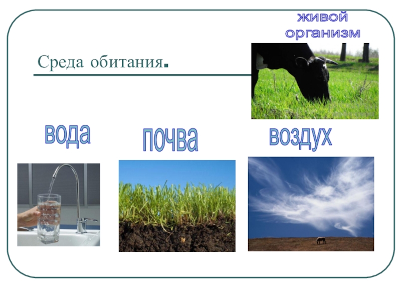 Среда обитания эллард. Среды обитания вода воздух. Организмы обитающие в воде почве и воздухе. Живые организмы распространены в почве в воздухе и воде. Зачем почве воздух.