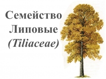 Семейство Липовые ( Tiliaceae )