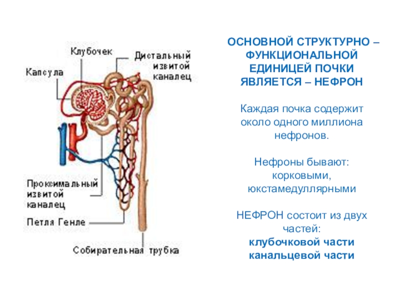 Нефрон почки рисунок