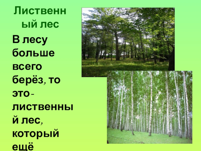 Ярусы леса 4 класс окружающий мир. Загадки про Лиственный лес. В Нижнем ярусе лиственного леса размещаются. Таблица лес и его обитатели 3 класс. Березняк ярусы.