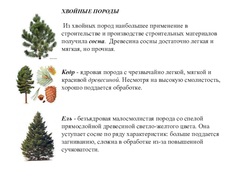 Хвойные породы. Хвойные породы применение. Хвойные ядровые породы. Сосна – ядровая порода.