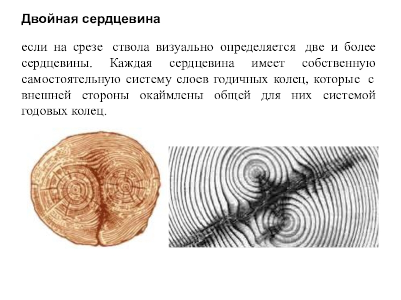 Двойная сердцевина. Пороки древесины двойная сердцевина. Пороки строения древесины двойная сердцевина. Порок древесины двойная сердце вина. Сердцевина дерева порок.