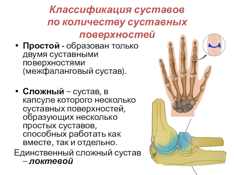 Сложный сустав. Межфаланговые суставы классификация. Классификация суставов по количеству суставных поверхностей. Классификация суставов простой сложный. Суставы по числу суставных поверхностей.