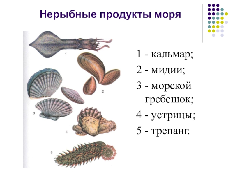 Презентация нерыбные продукты моря и технология приготовления блюд из них 6 класс