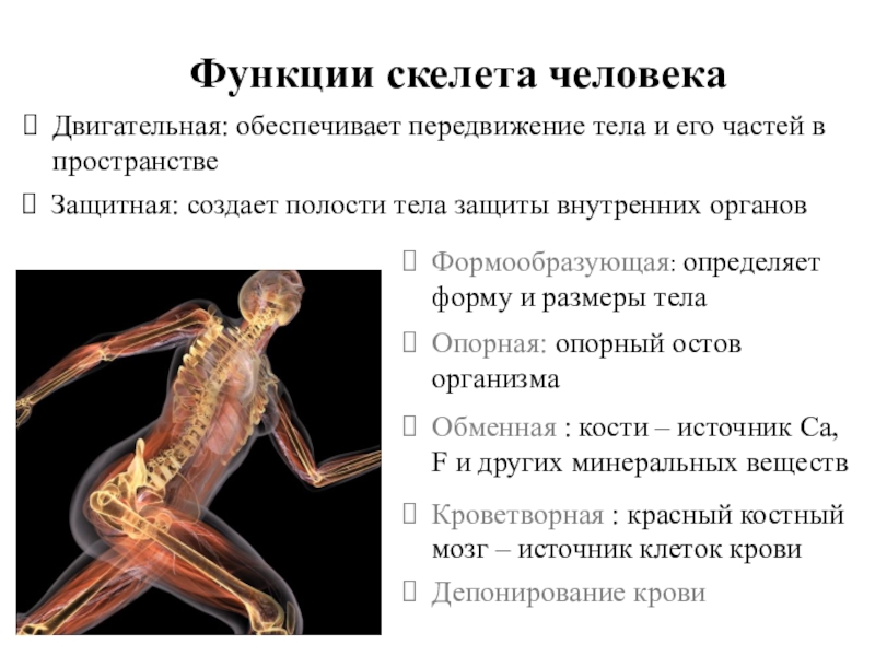 Опорная функция скелета человека