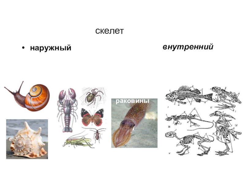 На каком рисунке изображено животное у которого нет наружного хитинового скелета