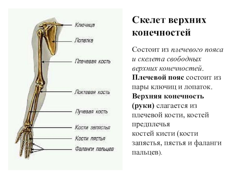 Выбери кости пояса верхней конечности. Скелет верхней конечности кости плечевого пояса. Скелет свободной верхней конечности анатомия. Название костей свободной верхней конечности. Плечевая кость свободная верхняя конечность опорно двигательная.
