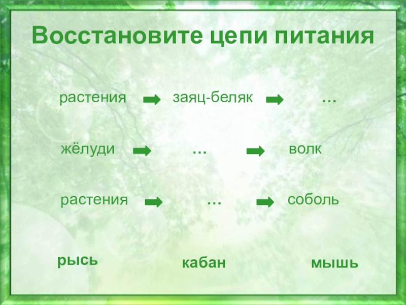 Цепь питания волка. Цепь питания растений. Цепь питания зайца. Восстанови цепи питания растения.