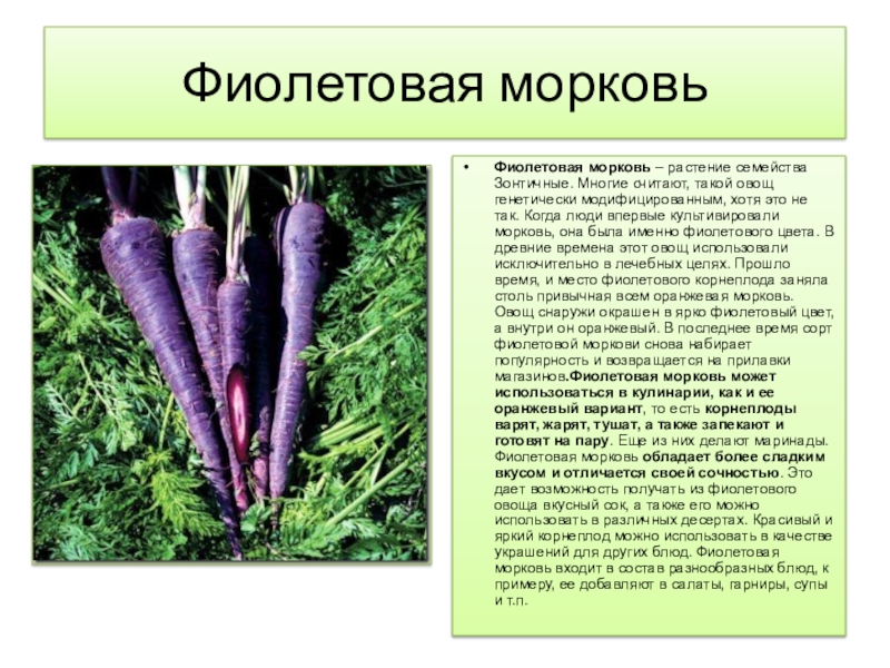 Морковь является растением. Морковь для презентации. Корнеплод моркови. Морковь семейство зонтичных. Доклад про морковь.