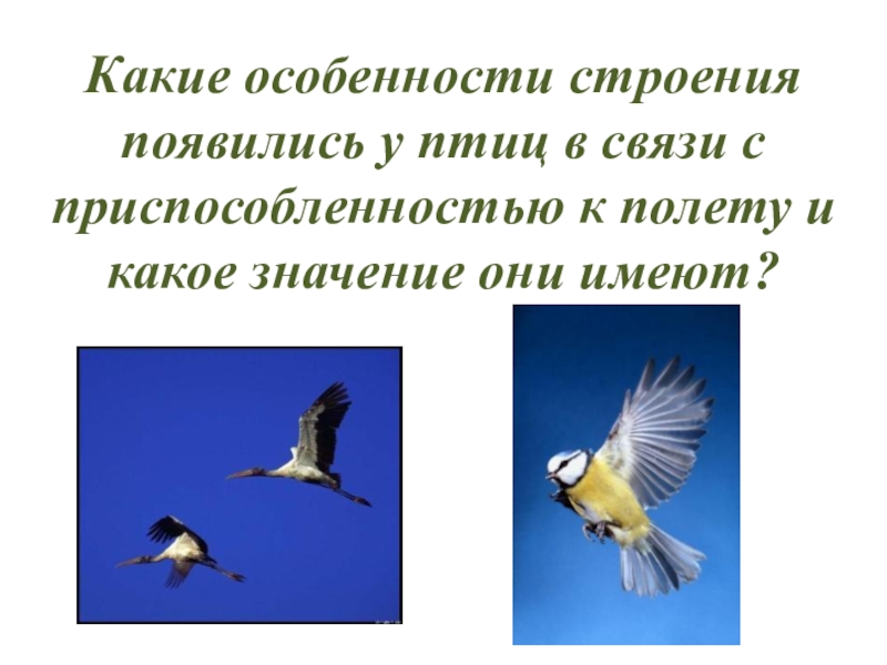 Когда появились птицы. Перелеты птиц возникли в связи. Какие особенности появились в строении птиц. Место птиц в системе живой природы. У птиц в связи с полетом появляются.