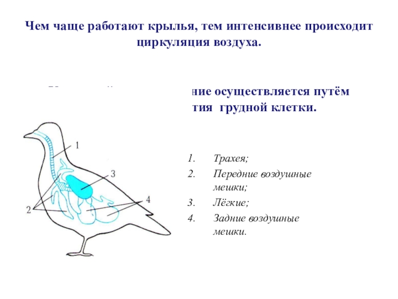 Характеристика внешнего строения птицы. Схема строения птицы биология 7 класс. Внешнее строение птиц. Схема внешнего строения птицы.