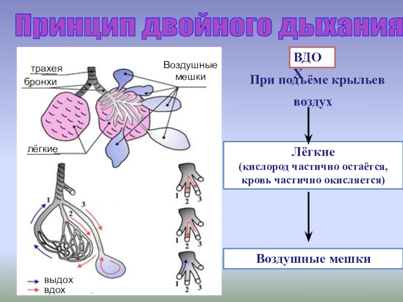 Принцип двойной