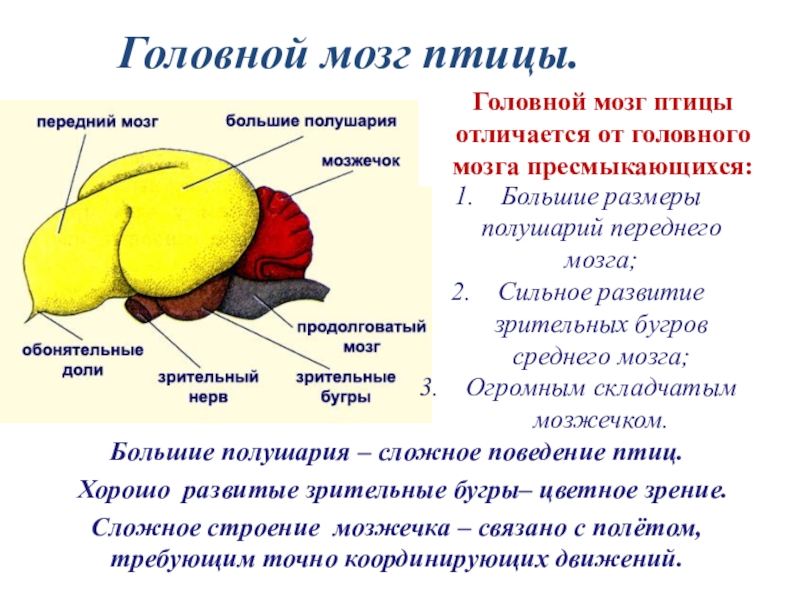 Схема головного мозга птиц