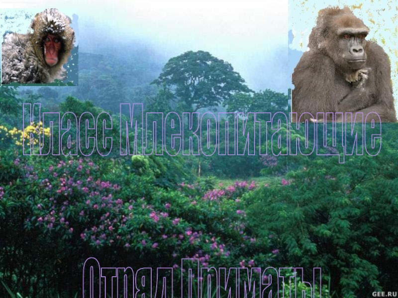 Класс Млекопитающие
Отряд Приматы