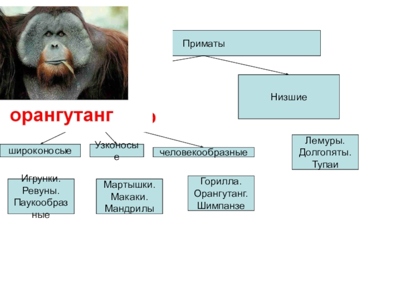 К отряду приматов принадлежат. Отряд приматы систематика. Отряд высшие приматы семейства. Таблица приматы 7 класс биология. Таблица отряды млекопитающих 7 класс биология приматы.