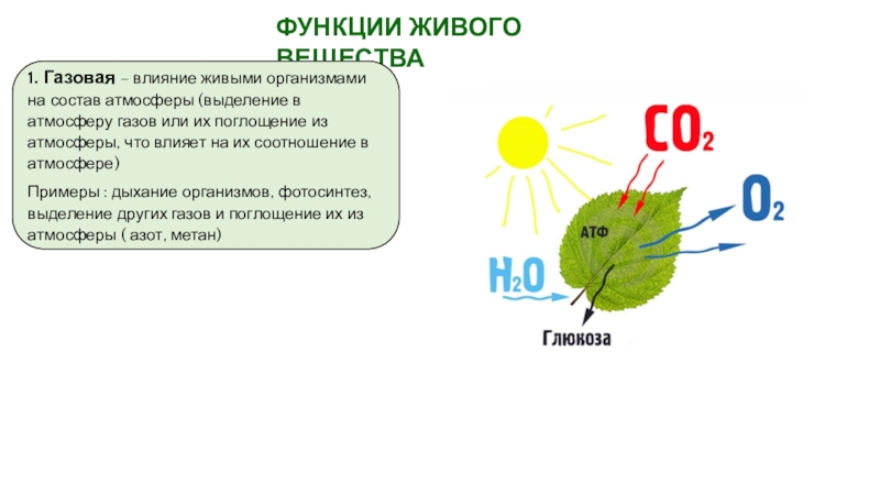 Роль биосферы в атмосфере. Газовая функция живого вещества. Газовая функция живого вещества в биосфере. Газовая функция живого вещества примеры. Газовая функция биосферы.