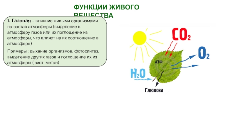 Живое вещество состав. Газовая функция живого вещества. Газовая функция живого вещества в биосфере. Газовая функция живого вещества в биосфере состоит в. Газовая функция живого растения.