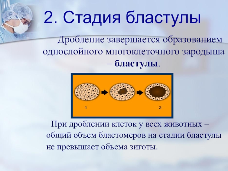 Процесс завершается образованием однослойного шарообразного зародыша. Стадия бластулы. Дробление и образование бластулы. Стадия дробления заканчивается формированием. Фаза дробления подразумевает образование зародыша однослойного.