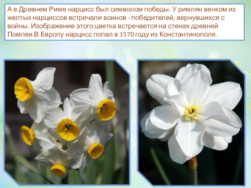 Нарциссы текст. Нарцисс презентация. Нарцисс описание растения. Доклад про Нарцисс. Нарцисс на языке цветов.