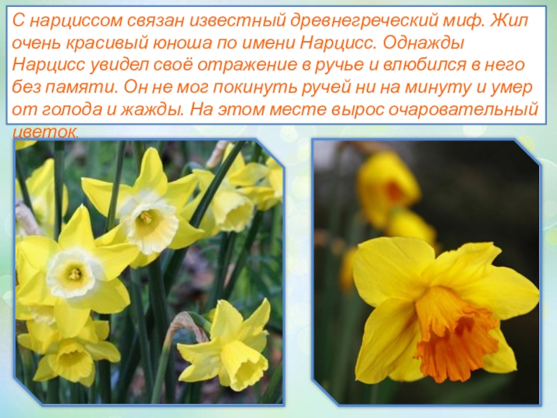 Нарциссы текст. Нарцисс описание растения. Нарцисс цветок описание. Нарцисс презентация. Легенда, поверье о Нарциссе.