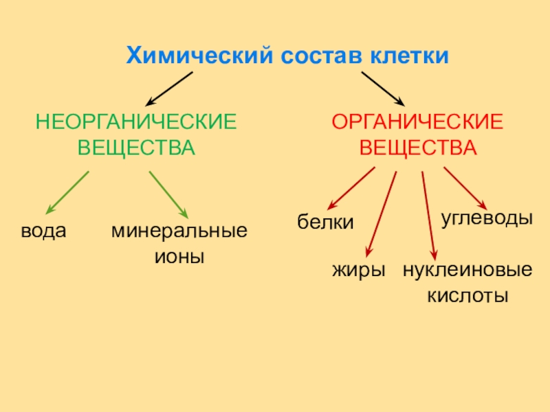 Химические свойства клетки