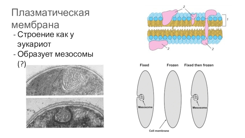 Эукариотическая клетка плазматическая мембрана. Есть ли мезосомы у эукариот. Мезосомы строение. Мезосомы прокариот. Плазматическая мембрана прокариот.