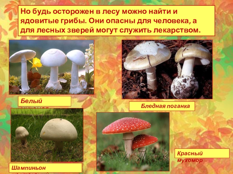 Несъедобные лесные грибы 2. Ядовитые грибы для человека. Опасные несъедобные грибы. Опасности в лесу ядовитые грибы. Ядовитые грибы для человке.