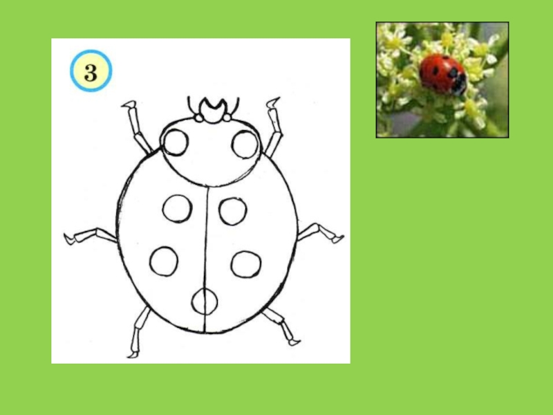 Жуков презентация 1 класс. Жуки 1 класс изо. Разноцветные жуки рисование 1 класс. Урок изо в 1 классе разноцветные жуки. Изо 1 класс насекомые.