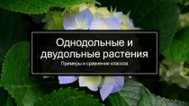 Однодольные и двудольные растения