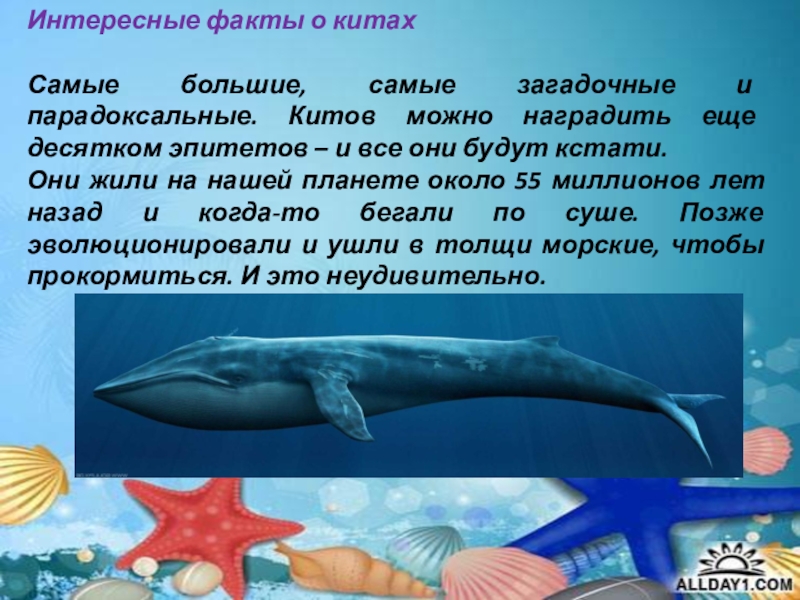 Интересные факты о китахСамые большие, самые загадочные и парадоксальные. Китов можно наградить еще десятком эпитетов – и
