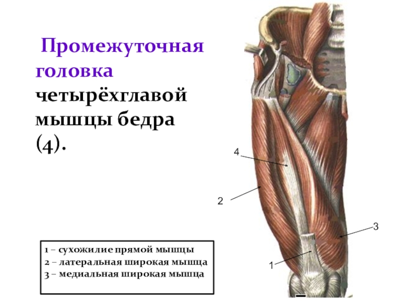 Медиальная широкая мышца бедра. Четырехглавая мышца бедра.