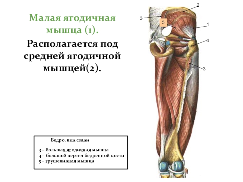 Малая большая ягодичная. Малая ягодичная мышца. Грушевидная и средняя ягодичные мышцы. Большая ягодичная мышца и грушевидная мышца. Мышцы таза и бедра.