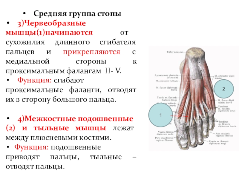 Длинный сгибатель пальцев. Червеобразные мышцы стопы функции. Длинный сгибатель пальцев стопы. Сухожилие длинного сгибателя пальцев стопы. Мышцы стопы медиальная группа.