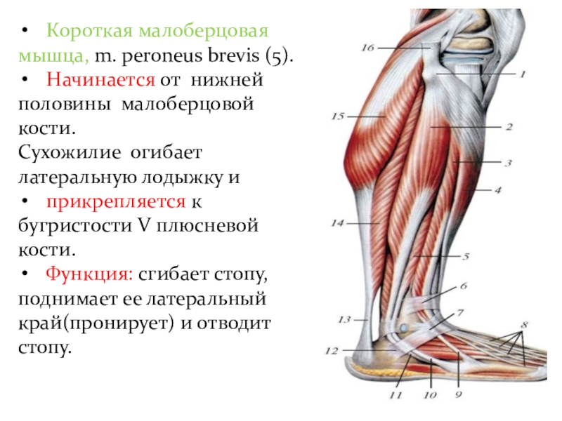 Длинная малоберцовая мышца фото