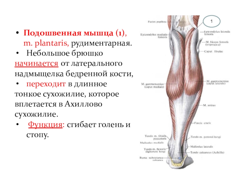 Надмыщелок бедренной