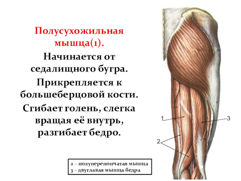 Мышца разгибающая бедро и сгибающая голень