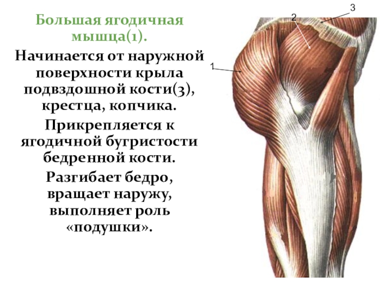 Малая ягодичная. Большая ягодичная мышца таза. Ягодичная бугристость тазовой кости. Ягодичная бугристость бедренной кости. Наружные мышцы таза.