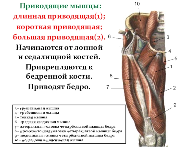 Болит приводящая мышца. Длинная приводящая мышца бедра анатомия. Гребенчатая мышца таза. Мышцы бедра спереди снизу.