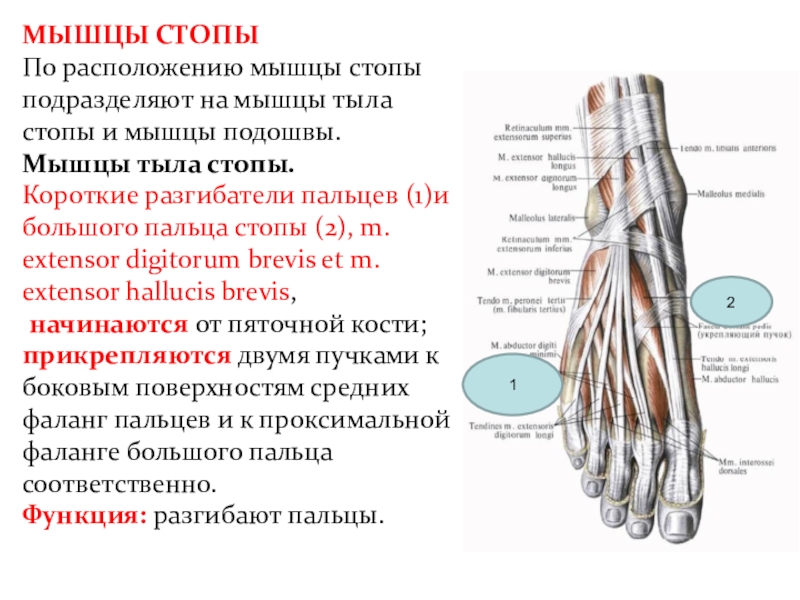 Мышцы стопы. Короткий разгибатель пальцев стопы иннервация. Короткий разгибатель пальцев мышцы стопы. Функция короткого разгибателя пальцев стопы:. Мышцы тыла короткий разгибатель пальцев.