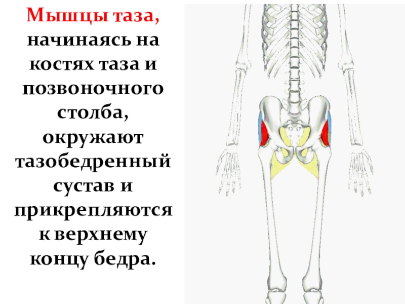 Презентация Мышцы таза, начинаясь на костях таза и позвоночного столба, окружают