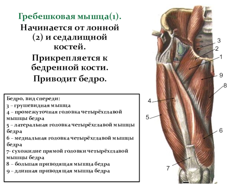 Прямая мышца бедра прикрепление