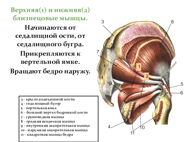 Седалищная мышца. Наружные мышцы таза таблица. Внутренняя запирательная мышца прикрепление. Мышцы вращающие таз. Верхняя близнецовая мышца.