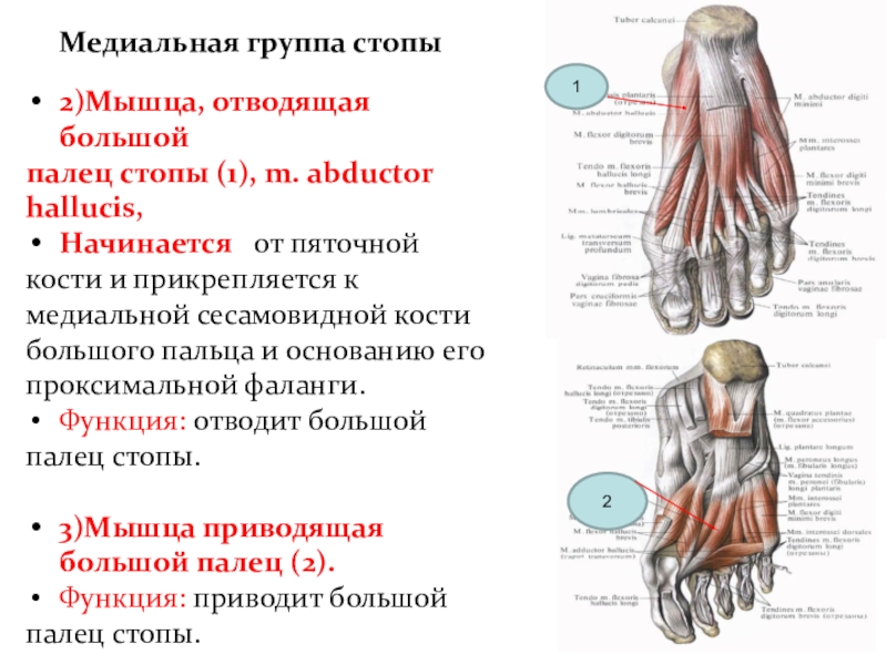 Отводящий большой палец стопы. Мышца отводящая большой палец стопы. Функция мышцы, отводящей большой палец стопы:. Мышца приводящая большой палец стопы начало и прикрепление. Мышцы возвышения большого пальца стопы.